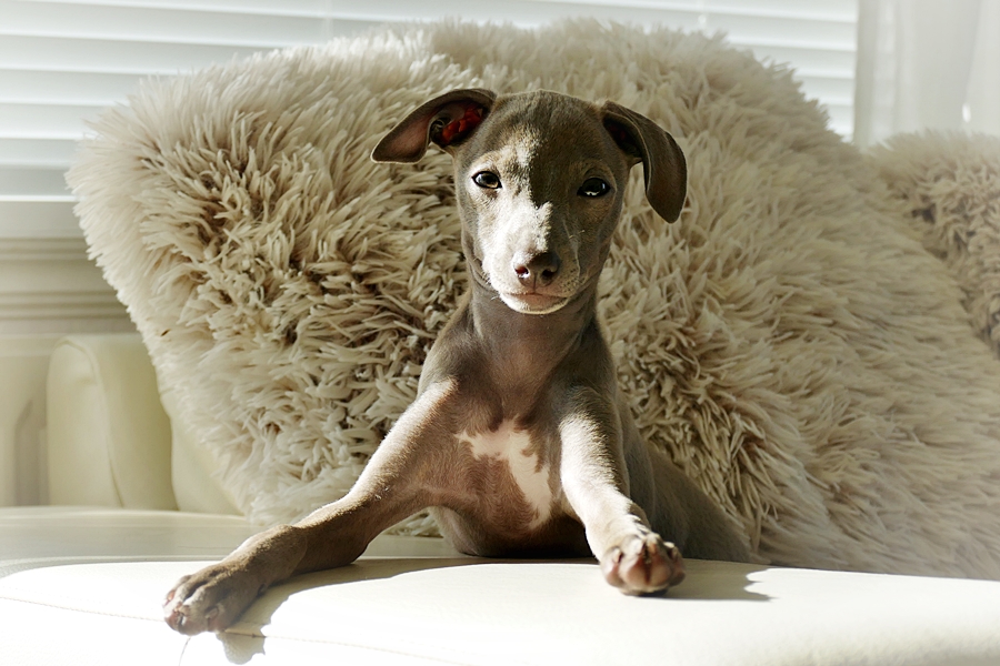 STUPOR MUNDI FCI Italian Greyhound Breeder, Piccolo ...