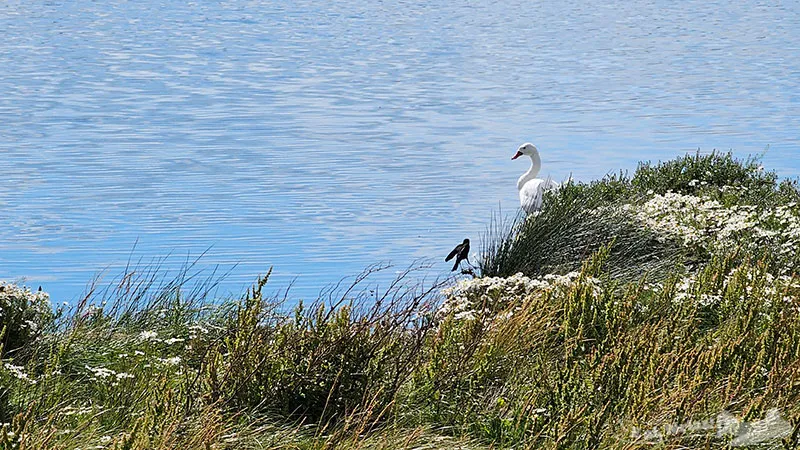 Reserva Laguna Nimez - El Calafate