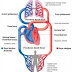 Mengenal Sistem Peredaran Darah dalam Tubuh Manusia 