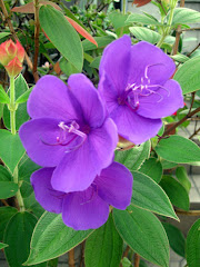 pretty purple flowers on roadside