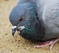 Paloma bravía (Columba livia)​ 