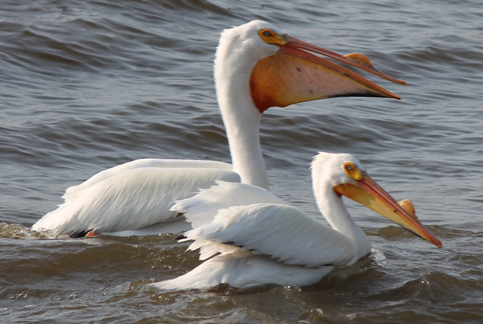 Found on the Trail: Beaks & Bills - Part 3 