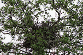 heron nest tree lake