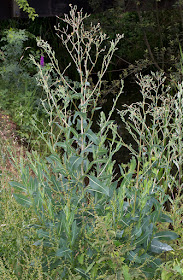 Prickly Lettuce, Lactuca serriola.  Leybourne Lakes, 12 July 2015