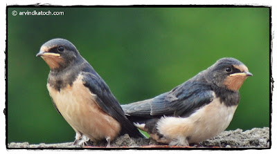 Juveniles, Barn Swallow