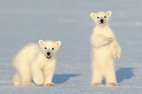 Polar Bear Cubs Picture