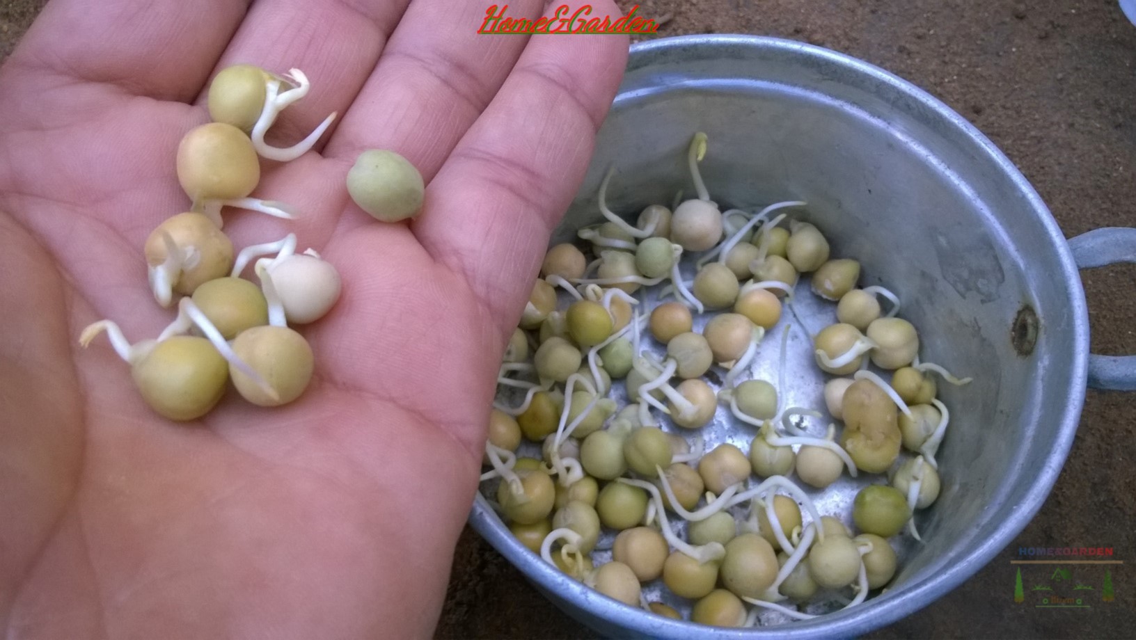 Rinsing your sprouting pea seeds is absolutely essential to good success.