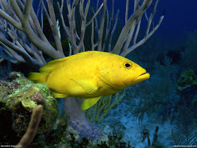 Underwater Creature | nature desktop wallpapers Images Photos