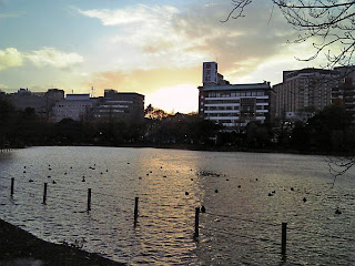 shinobazu pond in ueno park