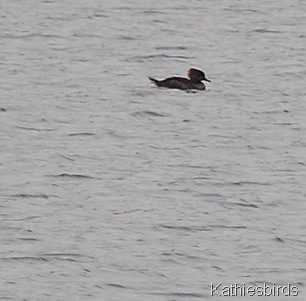 7. hooded merganser-kab