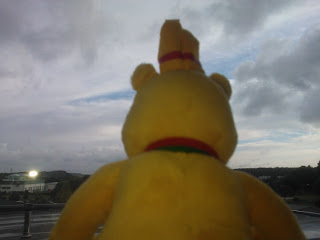 Pom Bear looking out the Hotel Room Window