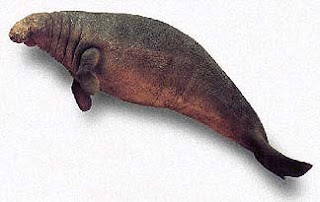 Steller's Sea Cow Species