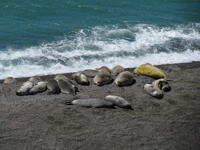 Sea Kayaking in Patagonia Peninsula Valdes Marine Life Whales Penguins and Sea lions