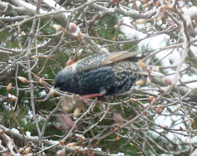starling in the pear