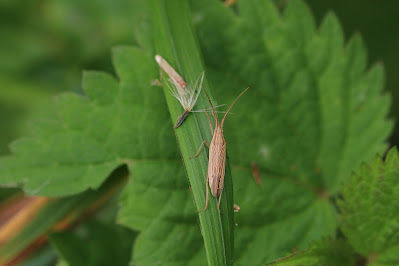 - Tweedoornsmallijf - Stenodema calcarata