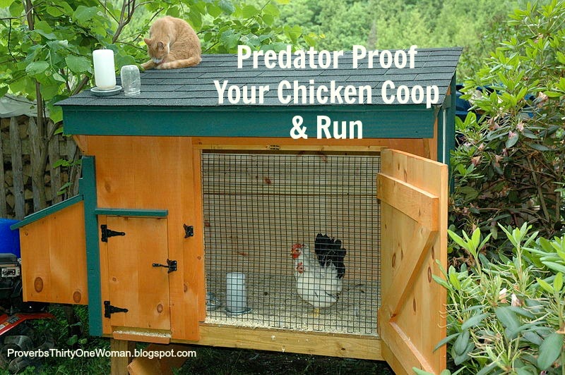 Proverbs 31 Woman: Predator Proof Your Chicken Coop and Run