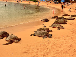 Turtles Poipu Beach Kauai