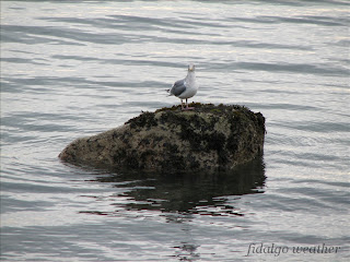 Gull at Dewey Beach