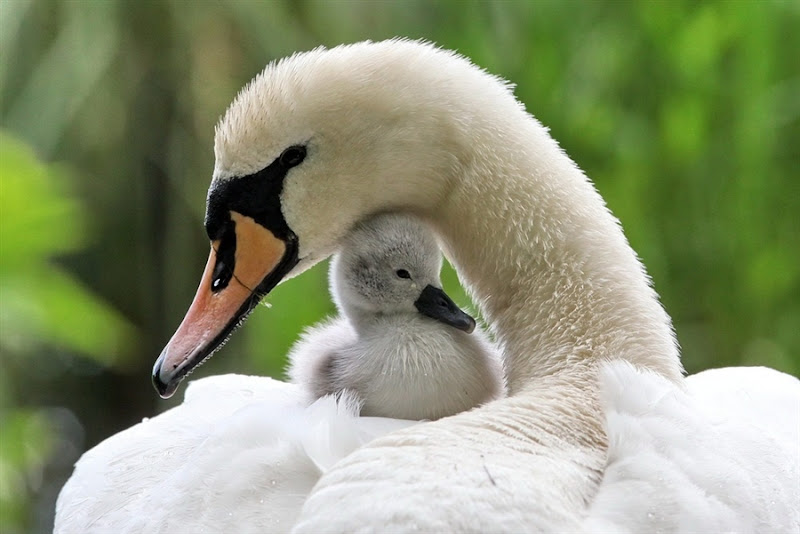 pb-110527-baby-swan-ps.photoblog900.jpg