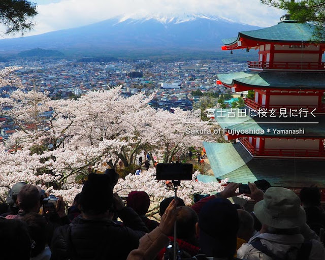 新倉山浅間公園の桜を見に富士吉田へ！