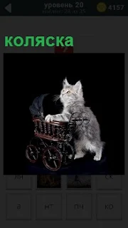 Кошка на задних лапах везет детскую пустую коляску, держась лапами за края и смотря вперед