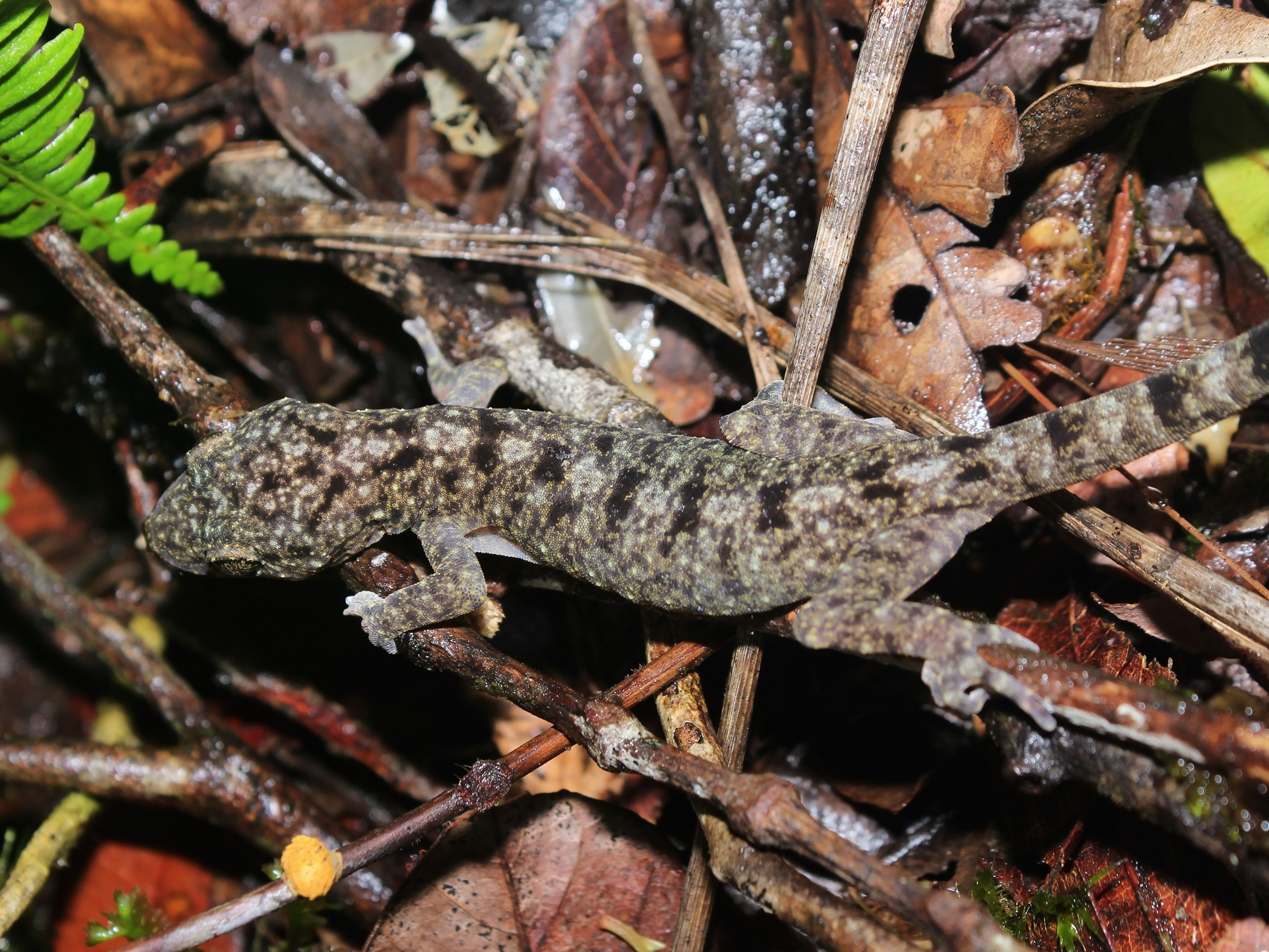 Palawan Gecko Gekko palawanensis photo by Jojo De Peralta
