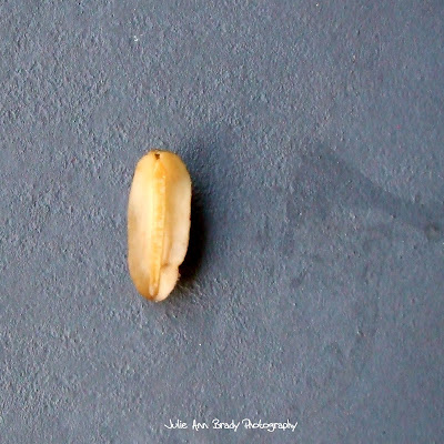 Florida Leatherleaf Slug Underside - Leesburg Florida