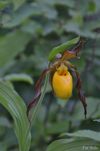 Lady Slipper June 17 2015