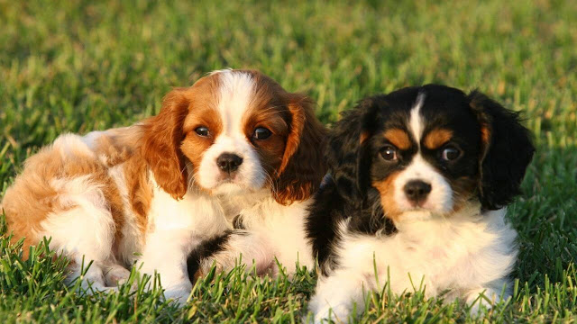 Cavalier King Charles Spaniel is not a hypoallergenic dog breed