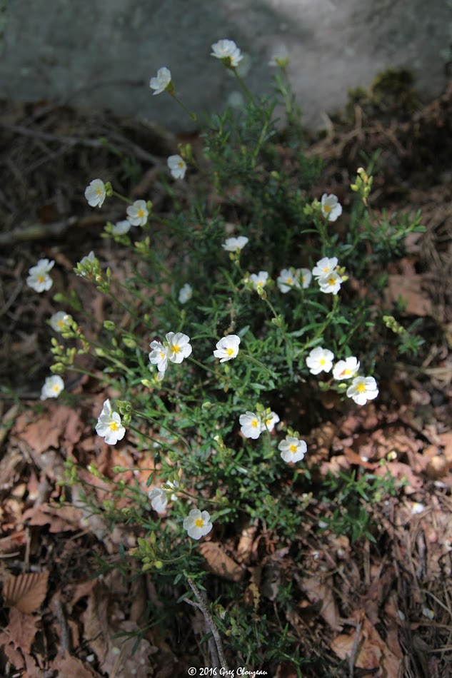 Cistus umbellatus Hélianthème en ombelle, Cuvier, Fontainebleau (C) Greg Clouzeau