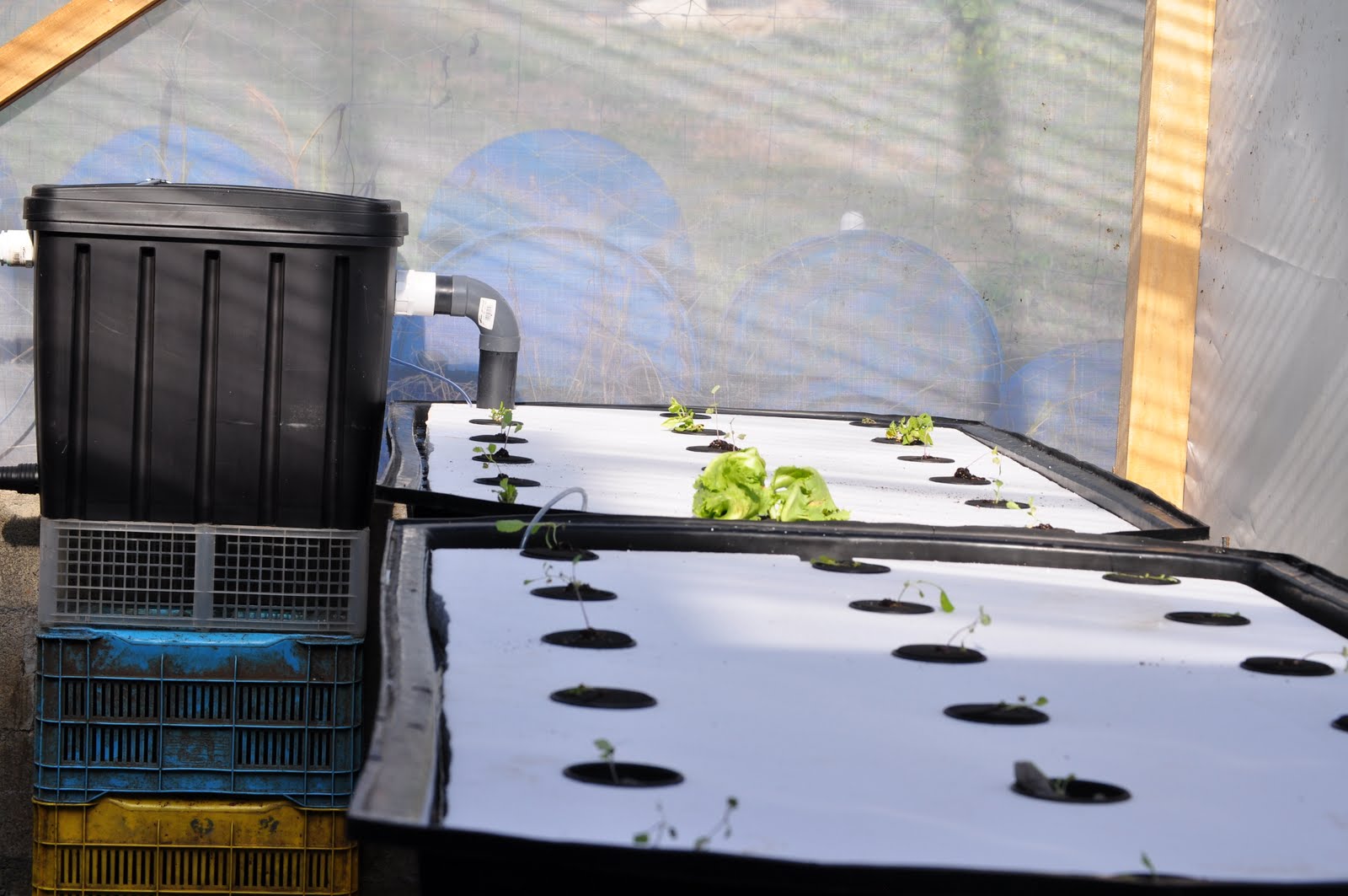 Aquaponics Floating Raft System