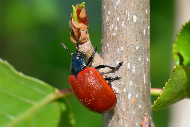 Chrysomela populi