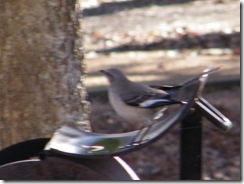 Texas state bird, Mocking Bird