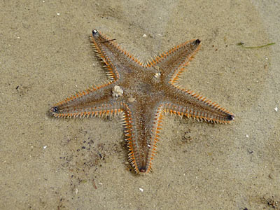 sandstar, Astropecten indicus