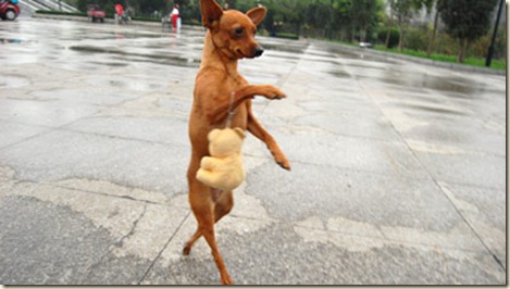 adiestramiento-perros2w