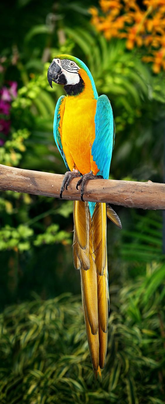 Gold & Blue Macaw (Ara ararauna) | Our World’s 10 Beautiful and Colorful Birds