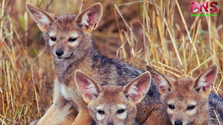 Jackal Animals pictures wallpaper HD quality