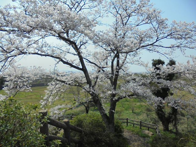 岡成池のソメイヨシノ桜