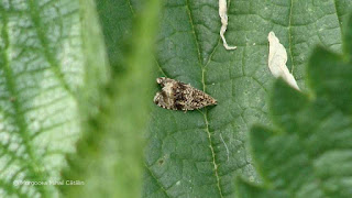 Celypha lacunana DSC07398