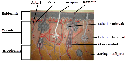  Gambar  Sistem Pencernaan Manusia Beserta Gambar  Fungsinya  