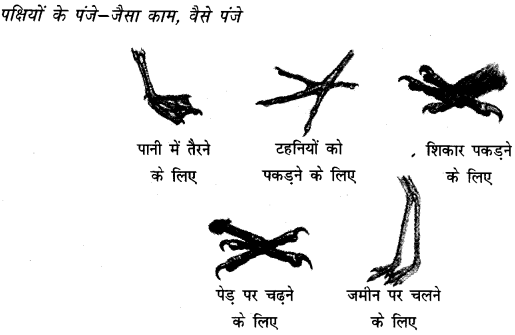 Solutions Class 4 आस-पास Chapter-16 (चूँ -चूँ करती आई चिड़िया)