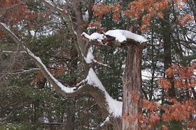 snowy oak sans snowy owl 