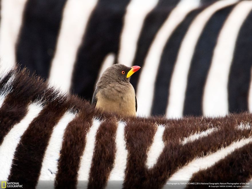 20+ Of The Best Entries From The 2016 National Geographic Nature Photographer Of The Year - The Zebra And The Oxpecker