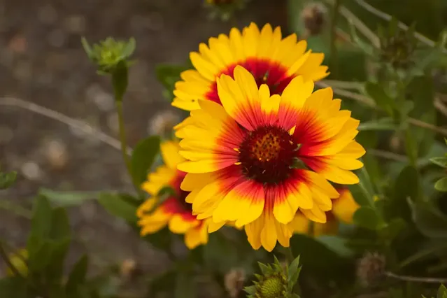 How to Water and Fertilize Coreopsis Plant