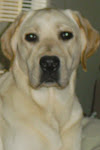 Chewy, CCI puppy