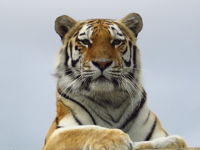 Amur Tiger