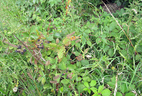 Plant life at the edge of the wood by the pond in Spring Park.  Coney Hall and Spring Park walk, 29 July 2011.