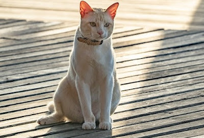 Sifat Kucing Asian