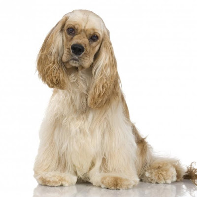 Cocker spaniel Dog Picture