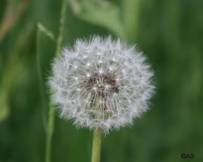 zaad Paardenbloem